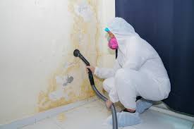 Best Black Mold Removal  in Taylorvle, IL